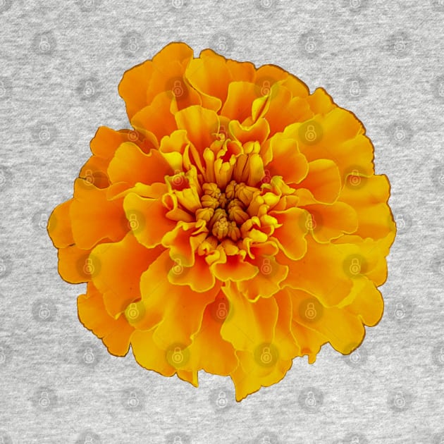 Orange Marigold Nature Floral Photo by ellenhenryart